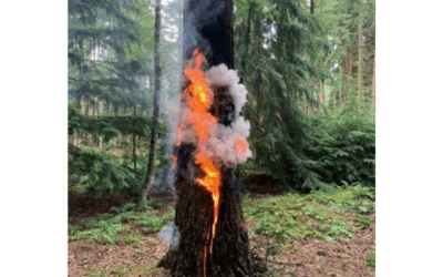 Uitrukmelding 33 | Brand berm/bosschage